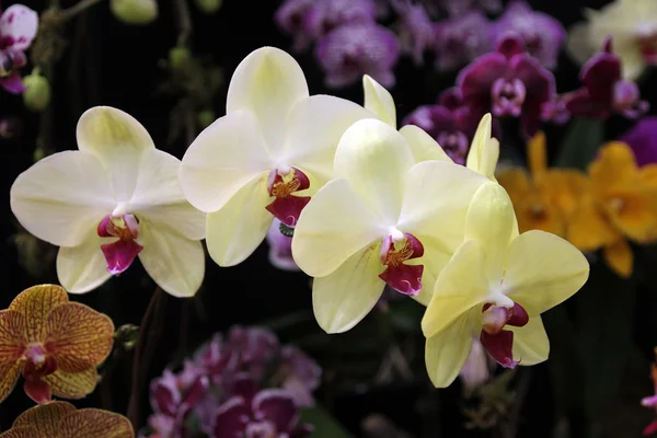 Vele kleurrijke orchideeën — Stockfoto