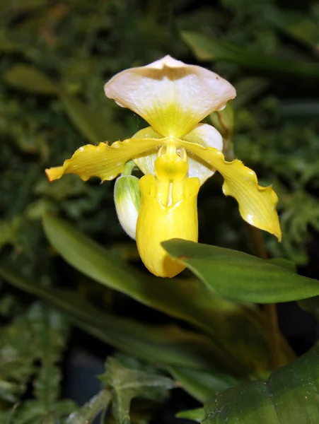 Gele orchidee — Stockfoto