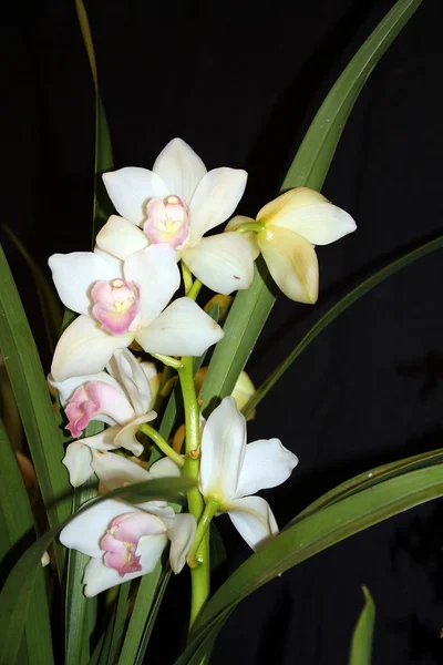 The Branch of White Orchids — Stock Photo, Image