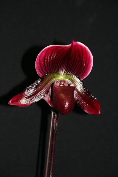 Orquídea roja oscura única — Foto de Stock