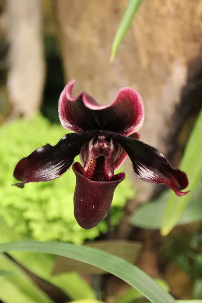 Orchidée rouge simple — Photo