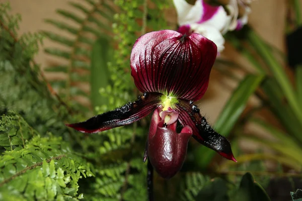 Orquídea roja —  Fotos de Stock