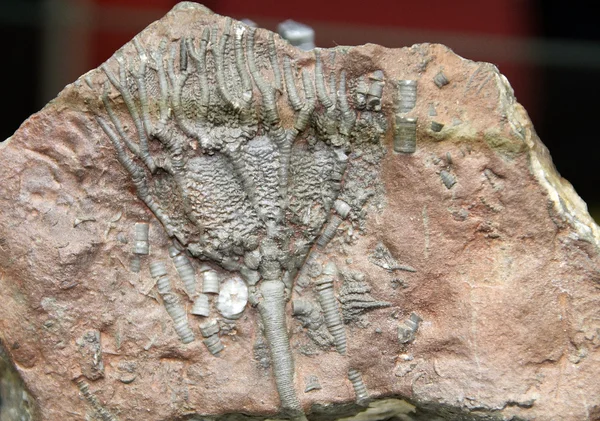 Crinoid fosil — Fotografie, imagine de stoc