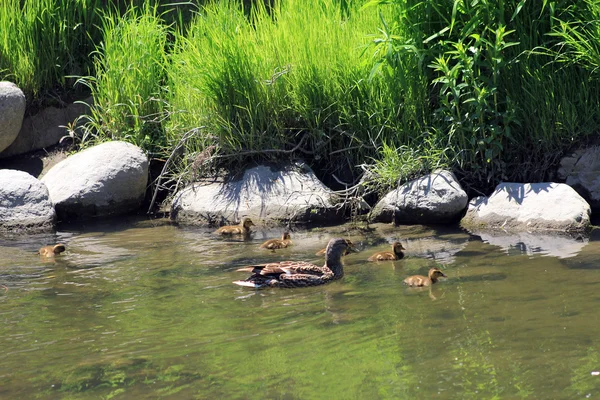 Familia de patos — Foto de Stock