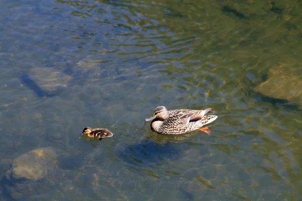 Ente und Entlein — Stockfoto