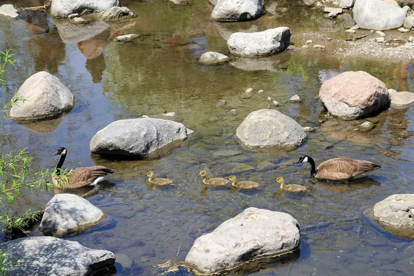 Семья плавающих гусей — стоковое фото