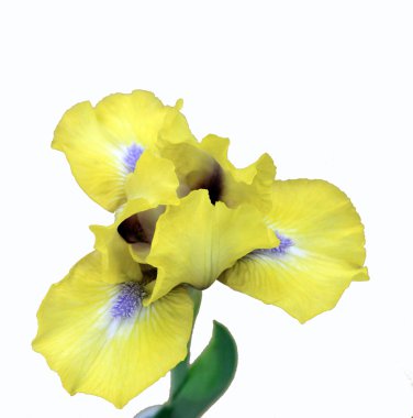 sikke üzerinde beyaz backgro gülümseme oluşur