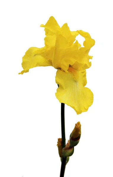 Kosaciec żółty — Zdjęcie stockowe