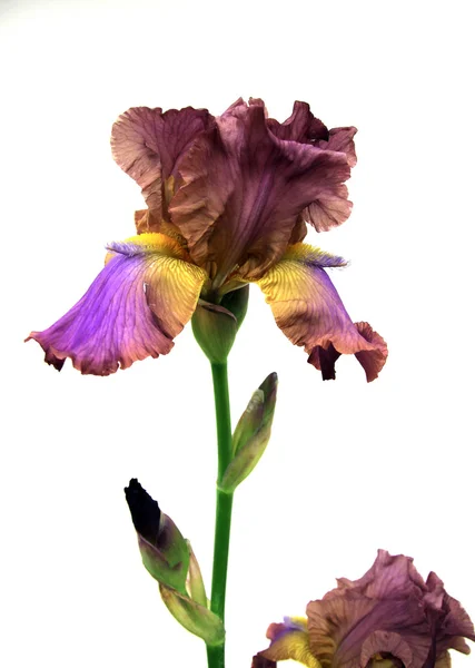 Iris violet — Photo