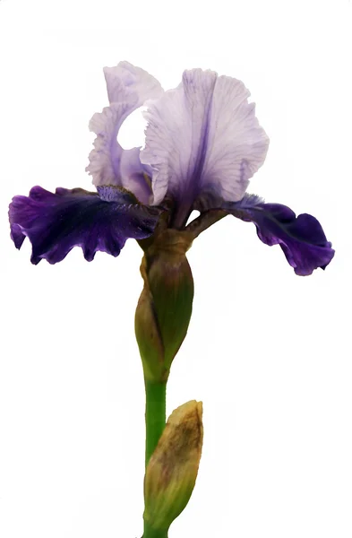 Iris violet foncé — Photo