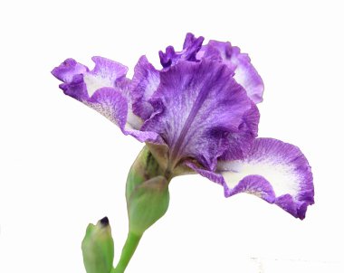 Menekşe iris