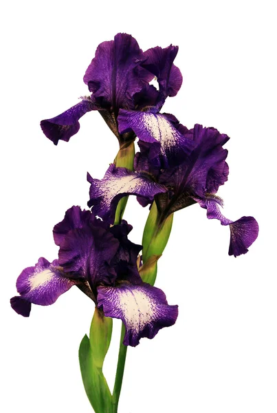Iris violets — Photo