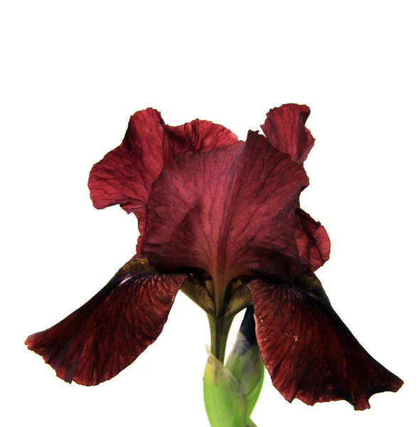 Iris rouge foncé — Photo