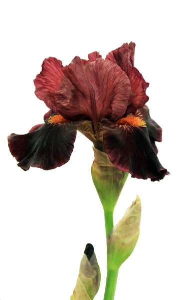 Iris rouge foncé — Photo