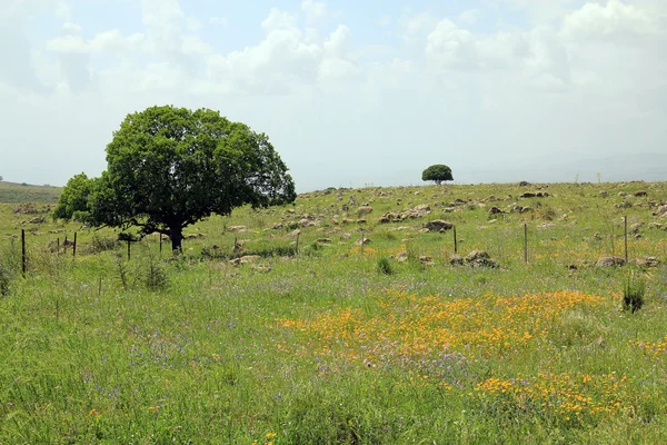 Landschaft der golanischen Höhen — Stockfoto