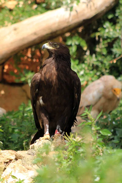 Águia negra — Fotografia de Stock
