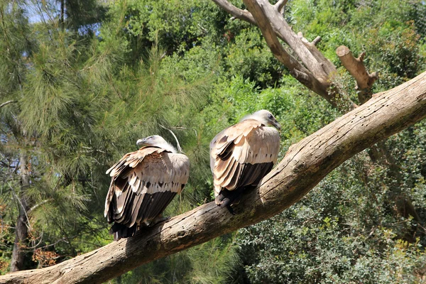 Two Griffons Vulture — Stock Photo, Image