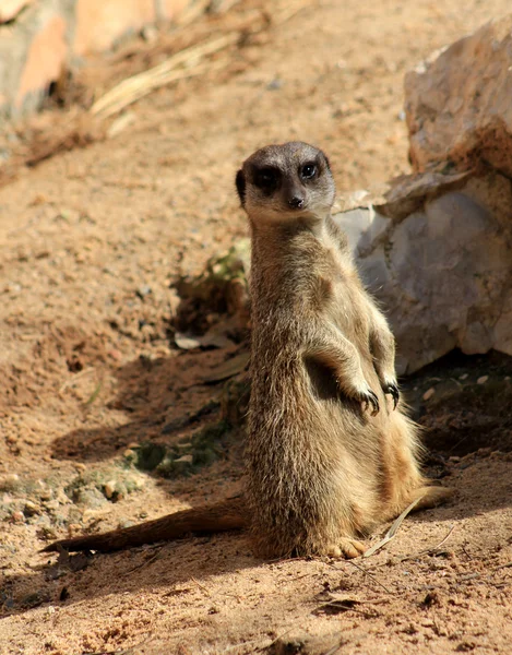 Sandhund — Stockfoto