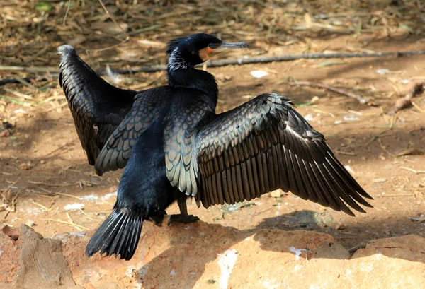 The Bird Cormorant — Stock Photo, Image