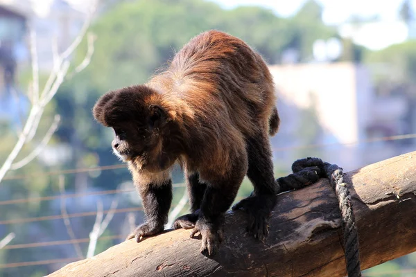 Capuchin maymunu — Stok fotoğraf