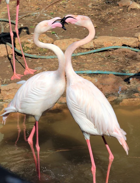 Beijo de Flamingo — Fotografia de Stock