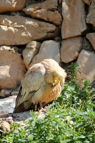 Altın Kartal — Stok fotoğraf