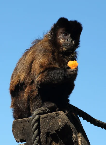 Capuchin maymunu — Stok fotoğraf