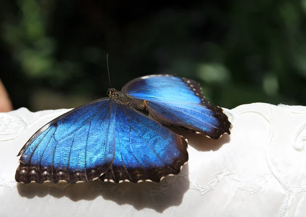 Bluetropical 蝴蝶 — 图库照片