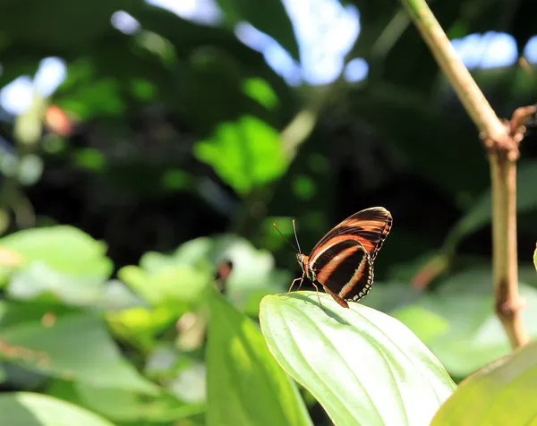 Mariposa colorida — Foto de Stock