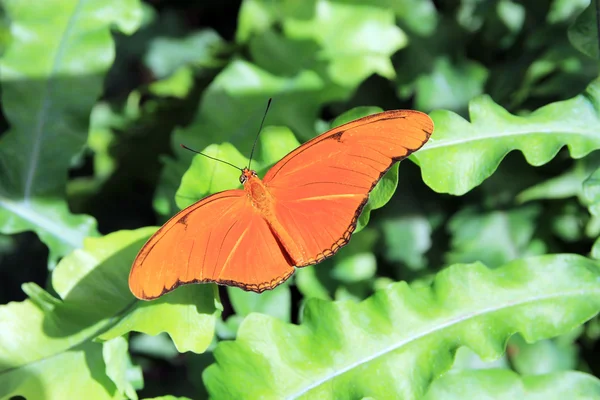 Pomarańczowy motyl — Zdjęcie stockowe