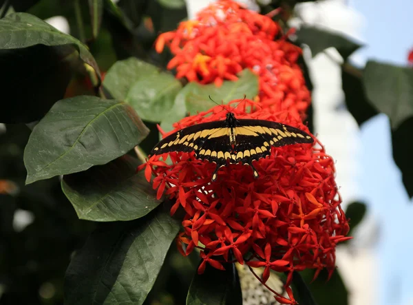 Tropischer Schmetterling — Stockfoto