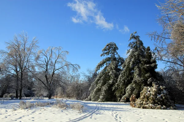 Winterwald — Stockfoto