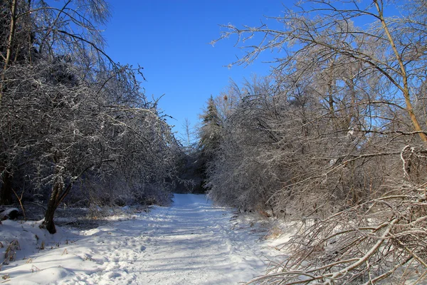 Winterlandschap — Stockfoto