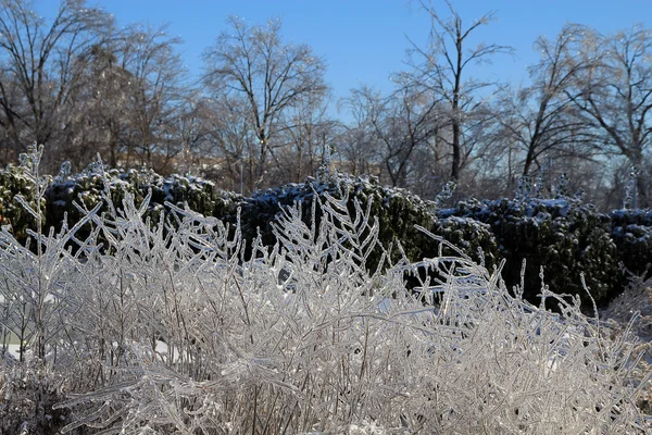 Frozen Branches — Stock Photo, Image