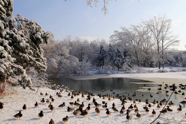 Aves en invierno —  Fotos de Stock