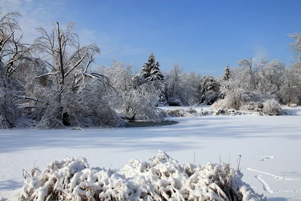 Frozen Pond — Stock Photo, Image