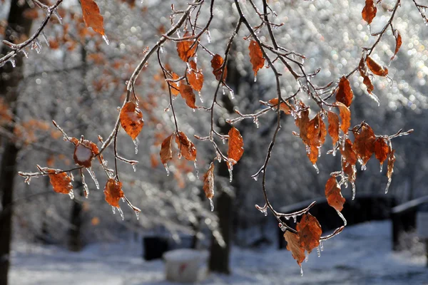 Leaves under Ice — Stock Photo, Image