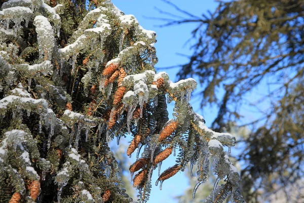 Fir tree branch with Cones — Stock Photo, Image