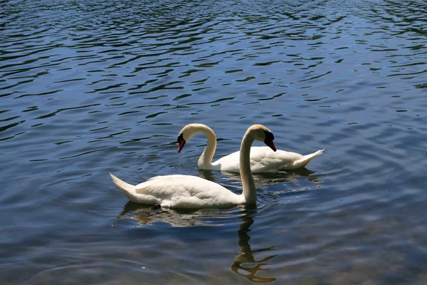 Swan's ζευγάρι — Φωτογραφία Αρχείου