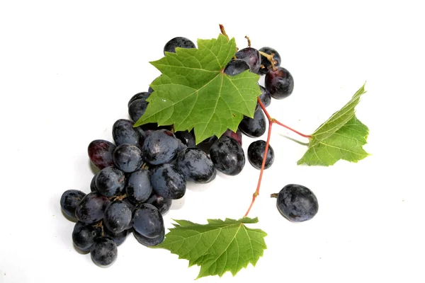 The Bunch of Grape — Stock Photo, Image