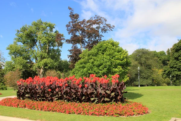 Blomma säng — Stockfoto