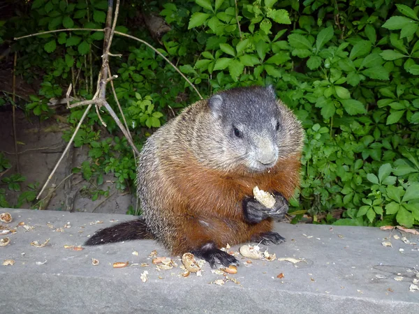 Gopher — Stock Photo, Image