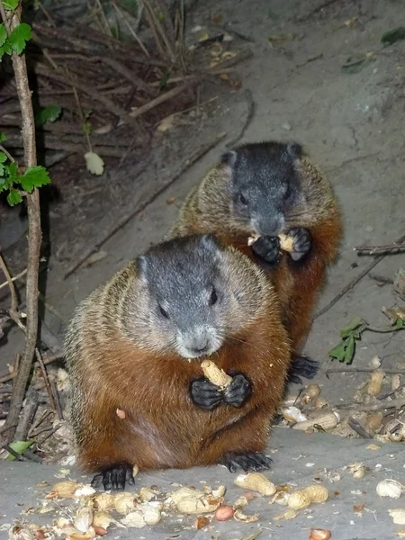 Két Gophers — Stock Fotó