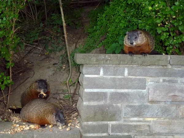 La familia de Gopher —  Fotos de Stock