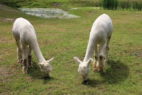 Due alpaca bianchi — Foto Stock