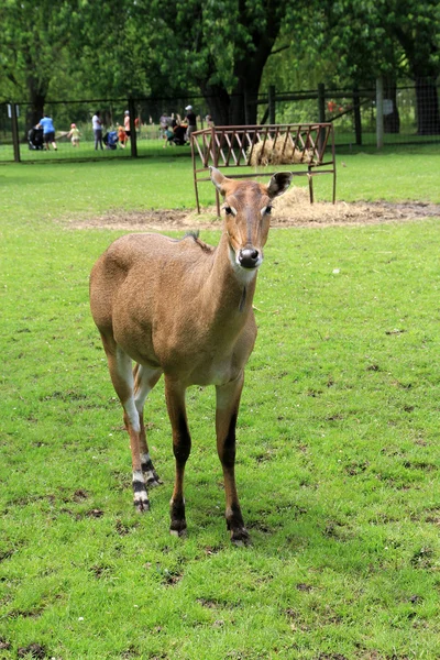 Nilgai — Zdjęcie stockowe