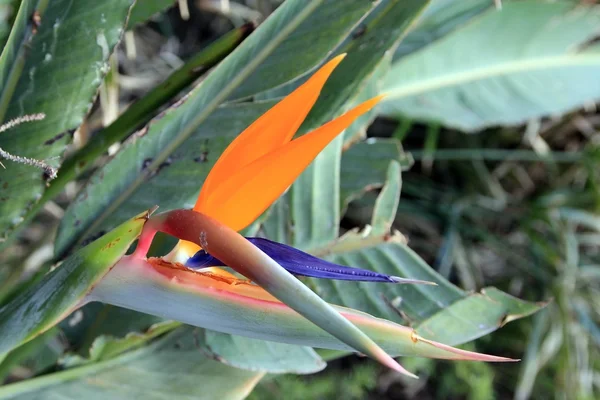 Paradiesvogel — Stockfoto