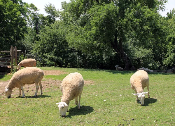 Cztery owce — Zdjęcie stockowe