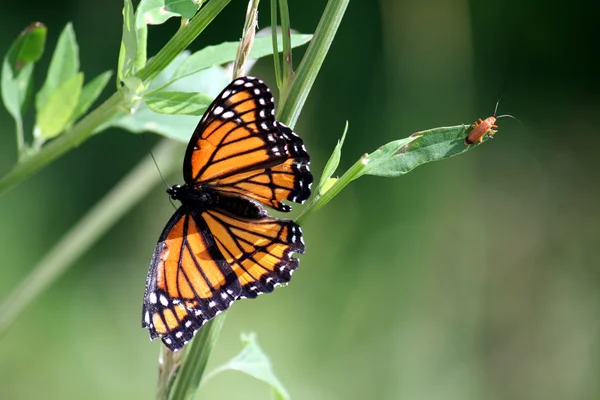 Mariposa "Monarca " —  Fotos de Stock