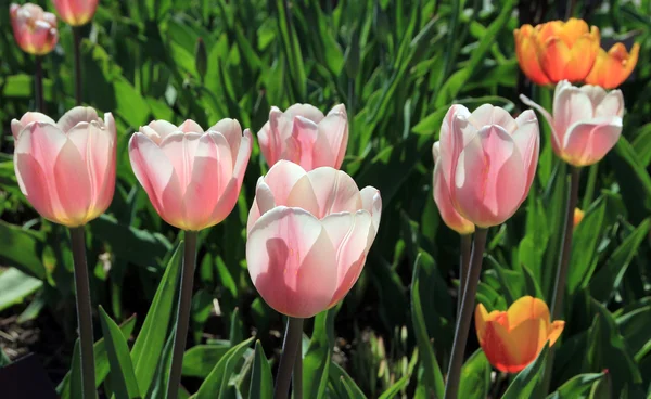 Tulpen — Stockfoto